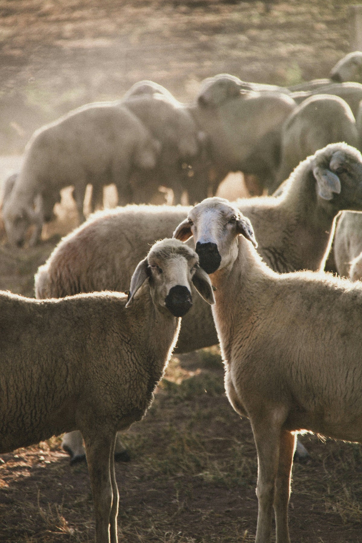 First Flock